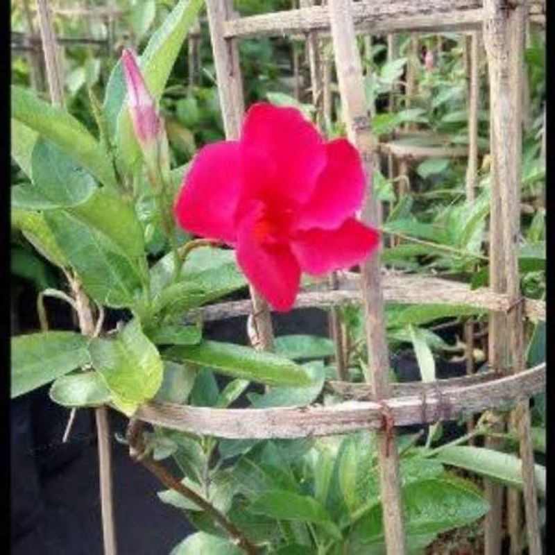 Jual Tanaman Rambat Bunga Mandevilla Merah Shopee Indonesia