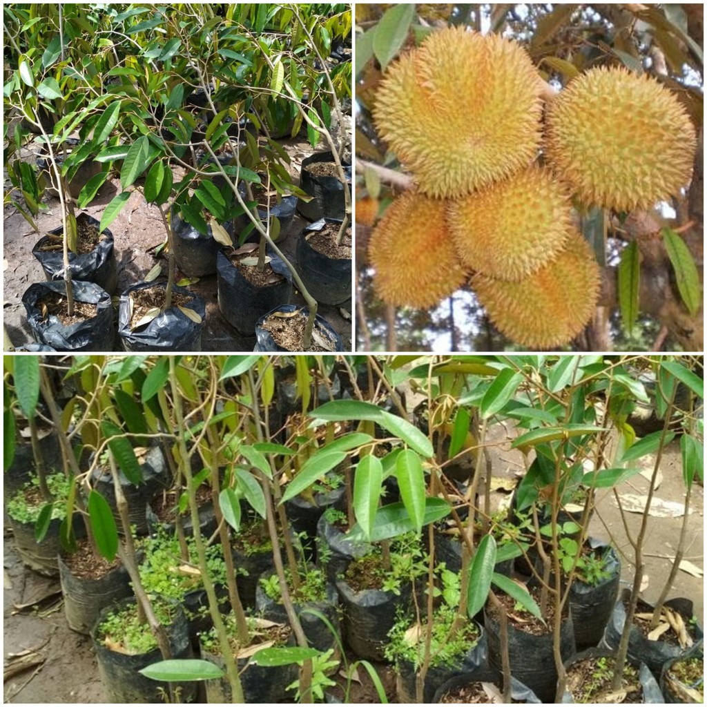 Jual BIBIT DURIAN MATAHARI OKULASI CEPAT BERBUAH BISA DITARUH POT