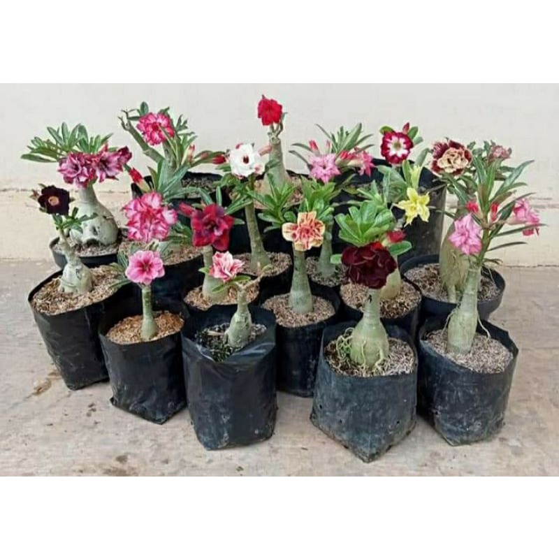 Jual Adenium Bunga Tumpuk Mawar Gurun Cantik Hasil Grafting Okulasi