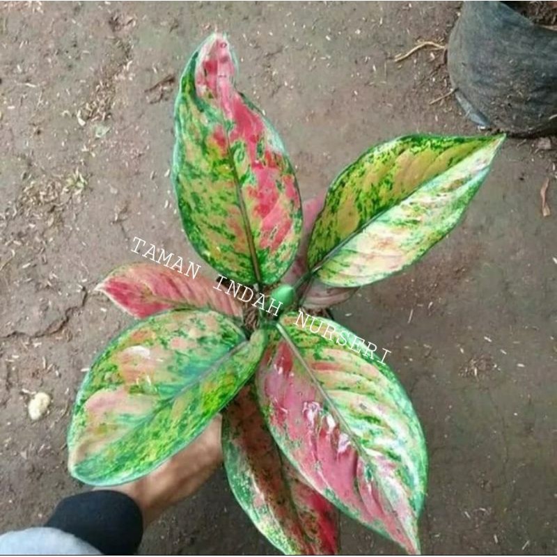 Jual Jual Tanaman Hias Aglaonema Heng Heng Aglonema Heng Heng