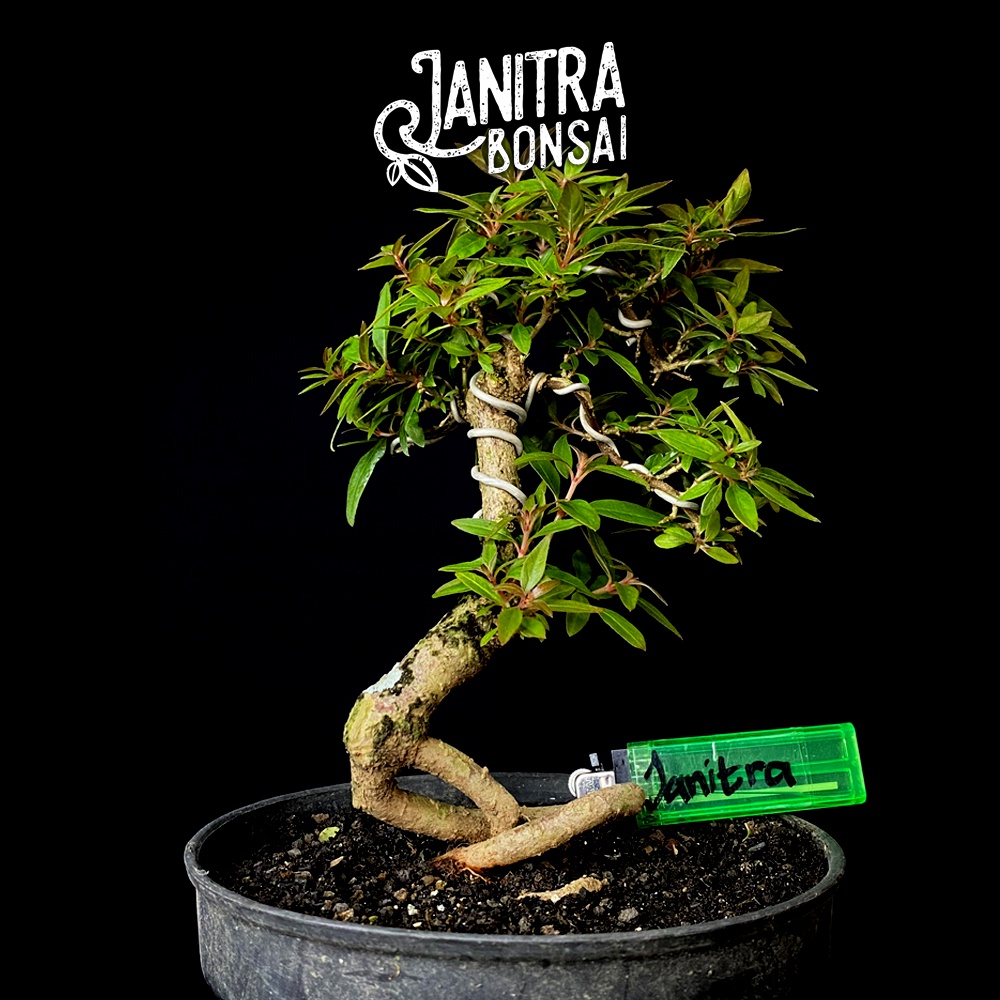 Jual Bonsai Pusaka Jadi Siap Pajang Shopee Indonesia