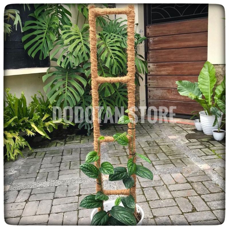 Jual Turus Tangga Cm Turus Penyangga Tanaman Rambat Shopee Indonesia