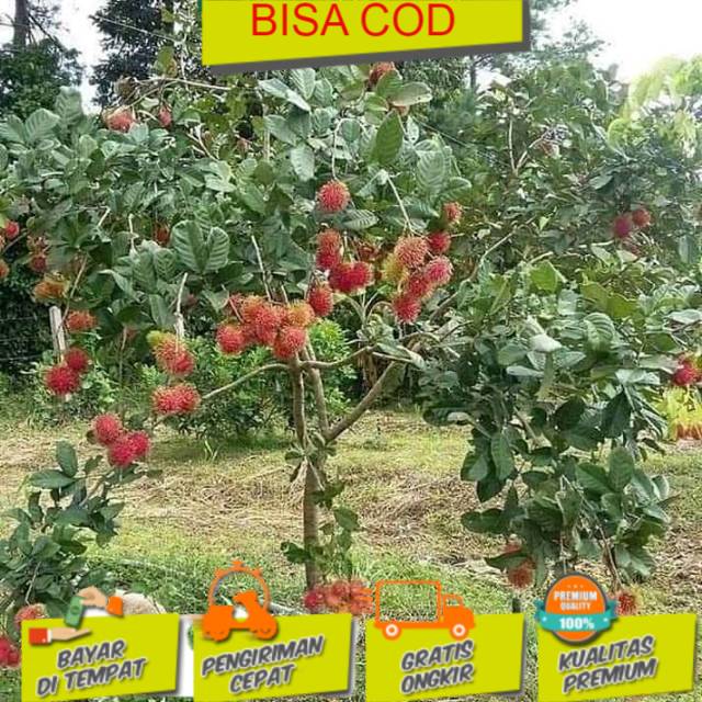 Jual Bibit Tanaman Buah Bibit Rambutan Binjai Shopee Indonesia