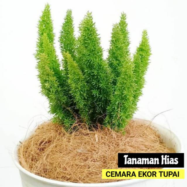 Jual Tanaman Hias Cemara Ekor Tupai Ekor Tupai Asparagus Tanaman