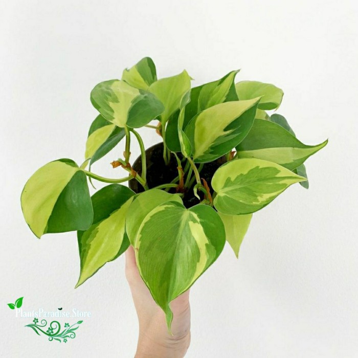 Jual Tanaman Hias Philodendron Brasil Sirih Gading Brazil Tanaman