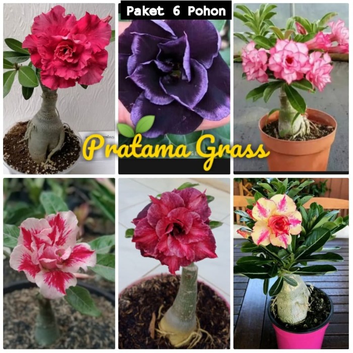 Jual Paket 6 Pohon Adenium Bunga Tumpuk Adenium Kamboja Jepang