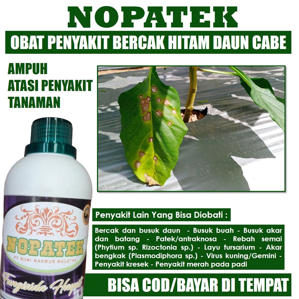 Jual Obat Bercak Daun Cabe Fungisida Bercak Hitam Daun Cabe Pupuk