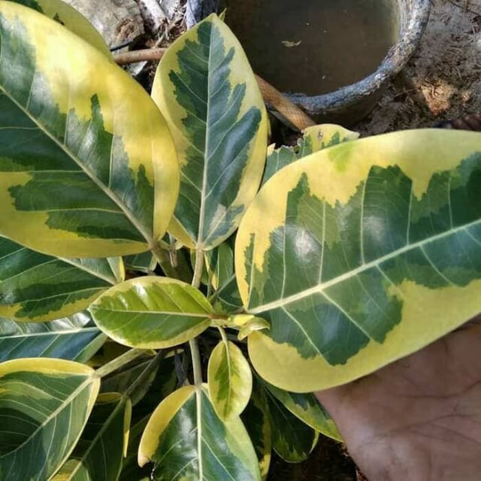 Jual Tanaman Hias Karet Kebo Golden Kerbau Varigata Ficus Shopee