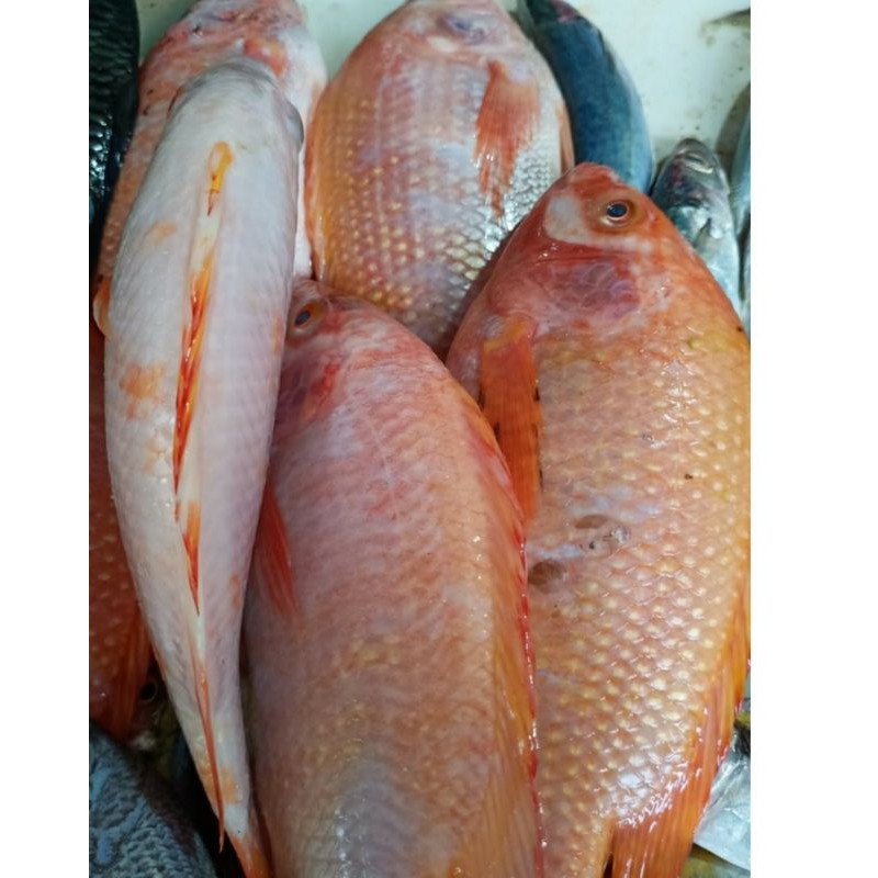 Jual Ikan Nila Merah Kg Shopee Indonesia