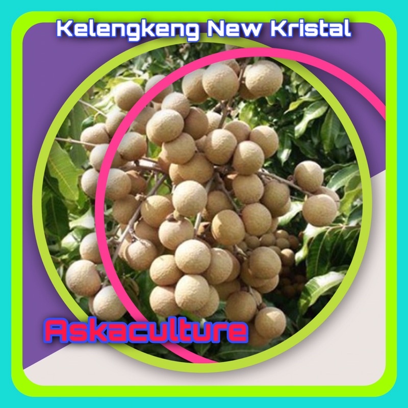 Jual Rajanya Kelengkeng Bibit Kelengkeng New Kristal Asli Valid