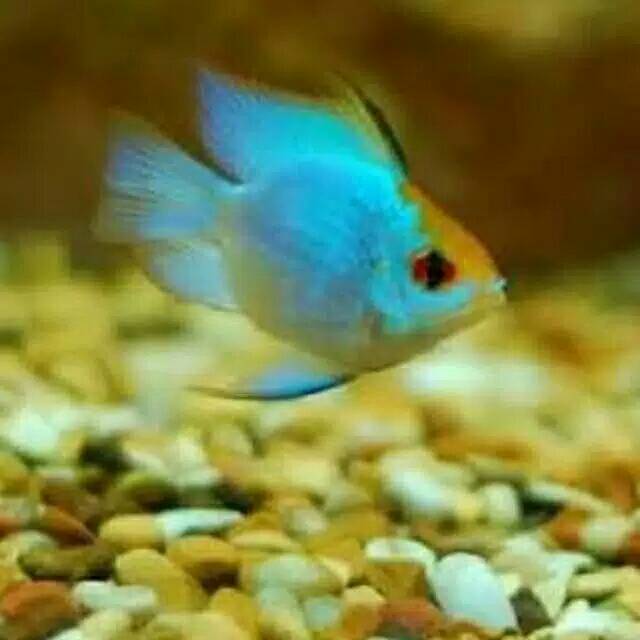 Jual Ikan Hias Blue Elektrik Shopee Indonesia