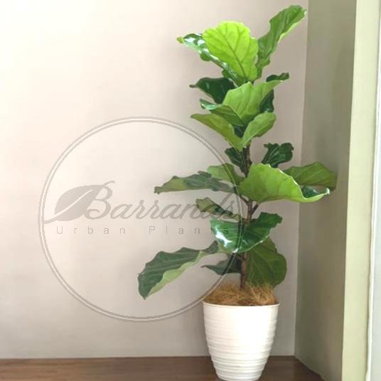 Jual Pohon Ketapang Biola Cantik Kebi Fiddle Leaf Fig Shopee