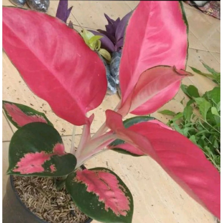 Jual Aglaonema Red Khocin Shopee Indonesia