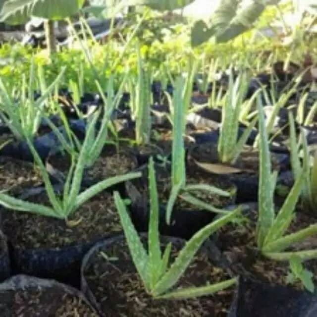 Jual Lidah Buaya Aloe Vera Tanaman Hias Herbal Shopee Indonesia