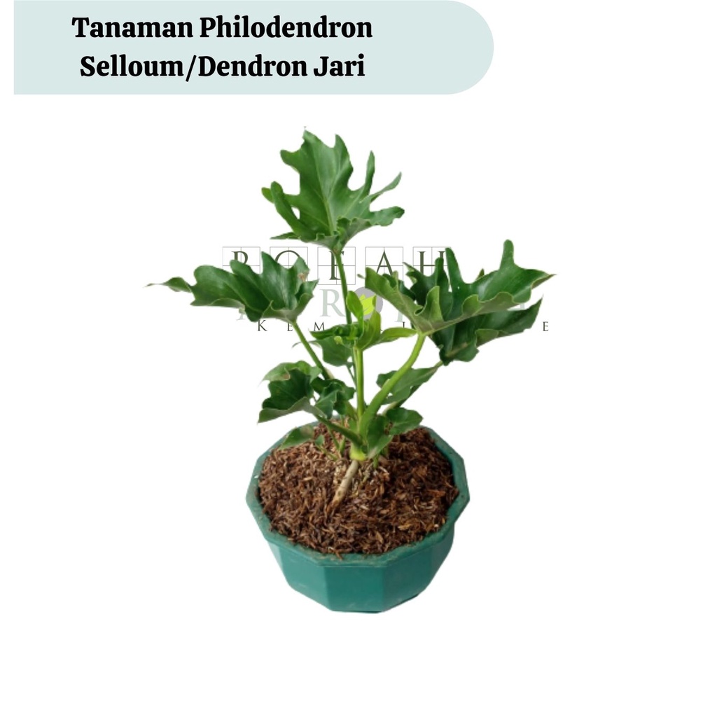 Jual Bibit Tanaman Hias Philodendron Selloum Tanaman Dendron Tanaman