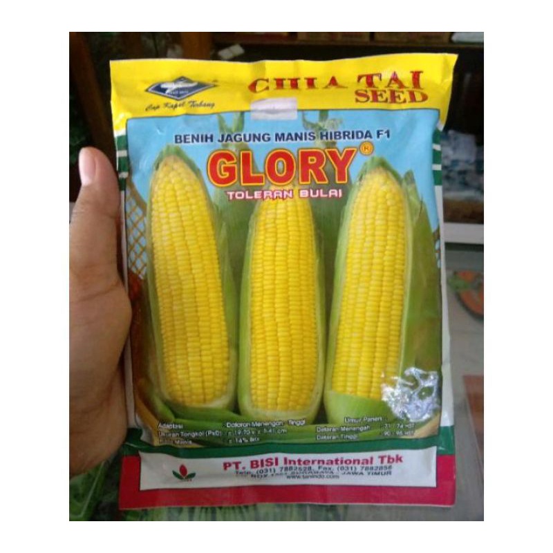 Jual Benih Jagung Manis Glory Ori Gr Biji Hibrida F