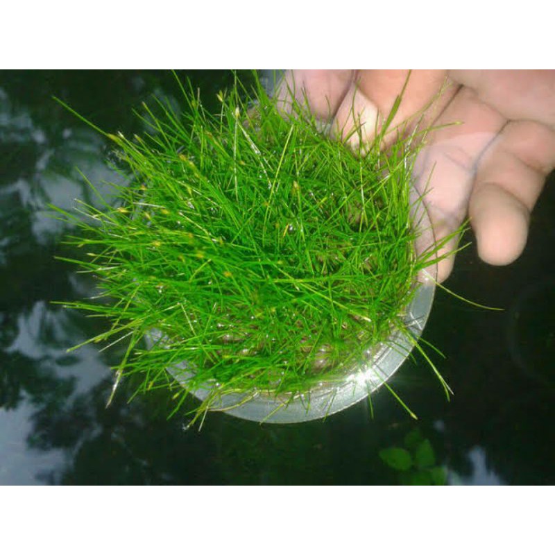 Jual Tanaman Aquascape Hair Grass Japan Shopee Indonesia