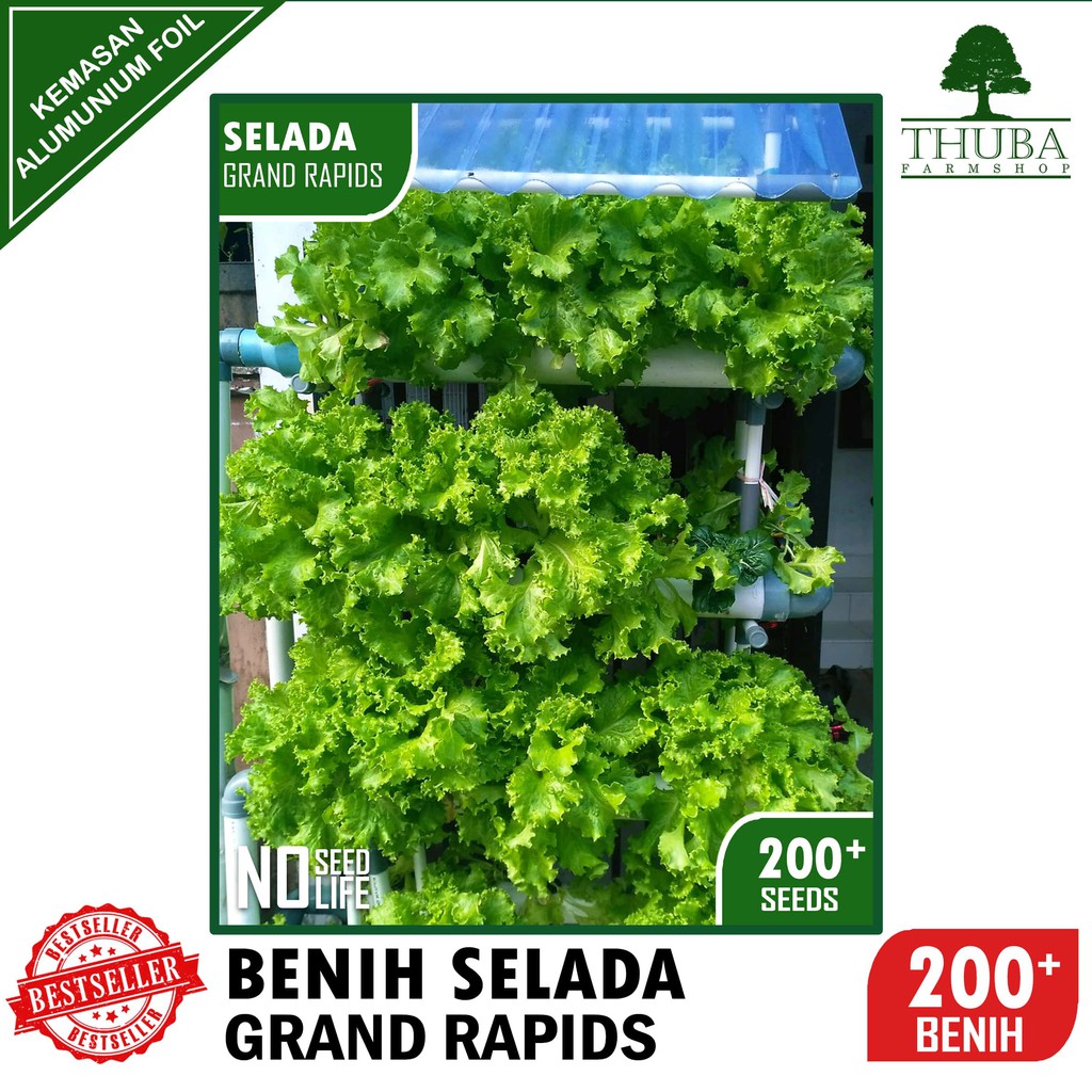 Jual Biji Benih Selada Grand Rapids Bibit Selada Keriting Hijau