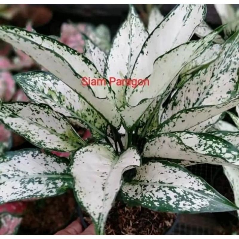 Jual Tanaman Hias Aglonema Siam Paragon Aglaonema Siam Paragon