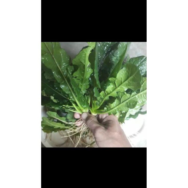 Jual DAUN HERBAL DAUN TAPAK LIMA KIRIM DENGAN AKAR SEGAR NYA Shopee