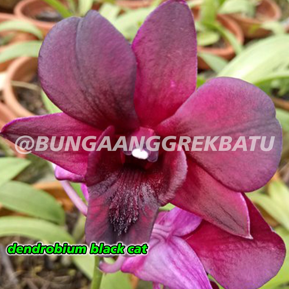 Jual Anggrek Dendrobium Bulat Hybrid Usia Bulan Seedling Shopee