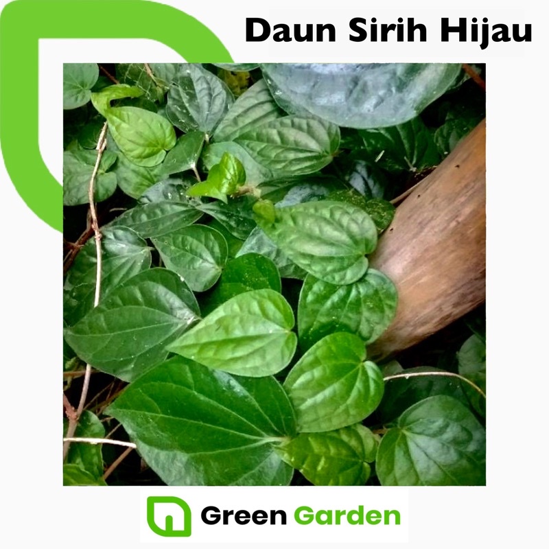 Jual Daun Sirih Hijau Segar Shopee Indonesia