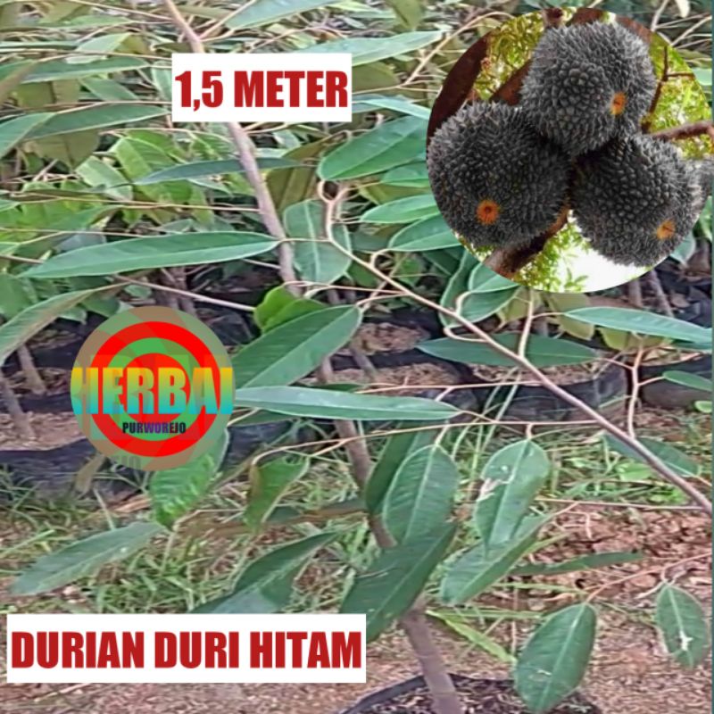 Jual BIBIT DURIAN DURI HITAM 1 5 METER DURIAN OCHE Shopee Indonesia