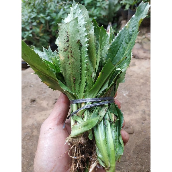 Jual Daun Walang Sangit Segar Gram Daun Walang Sangit Shopee