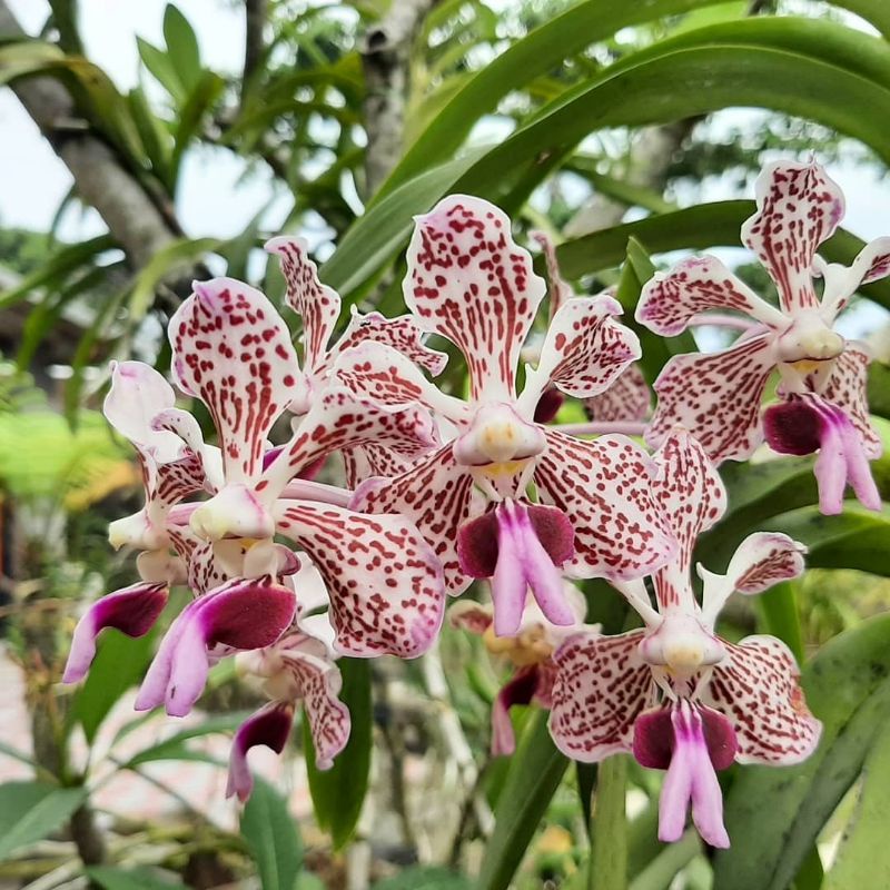 Jual Anggrek Vanda Tricolor Var Suavis Dewasa Shopee Indonesia