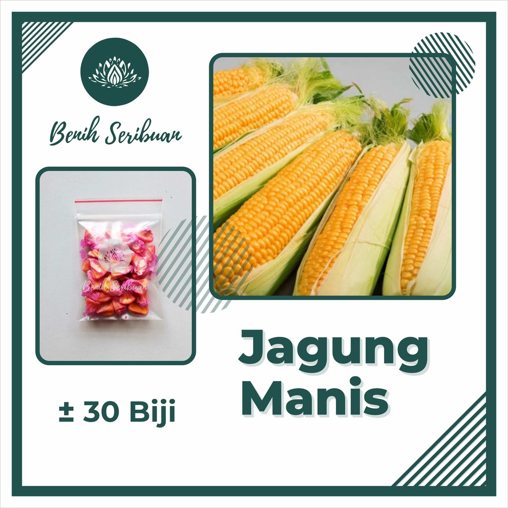 Jual 30 Biji Benih Jagung Manis Super Unggul Baruna Bibit Sayuran