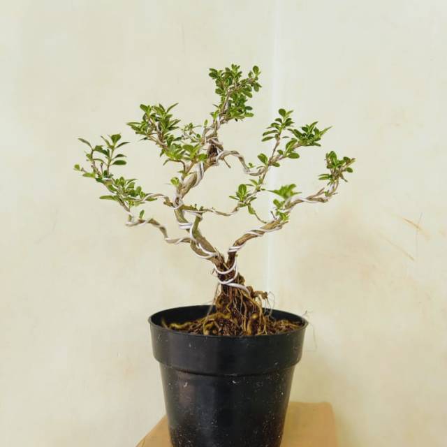 Jual Tanaman Hias Bonsai Mini Mirten Varigata Murah Bangat Shopee