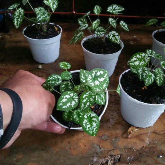 Jual Tanaman Hias Caladium Humboldtii Liliput Mini Liliput Jenis