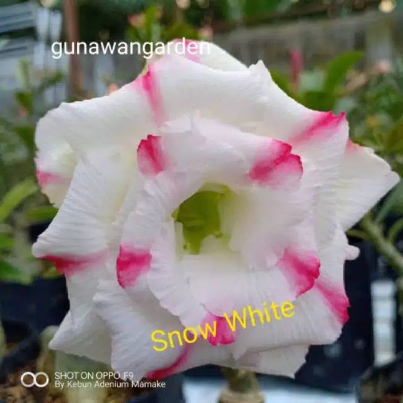 Jual Bibit Adenium Kamboja Jepang Bunga Tumpuk Snow White Shopee