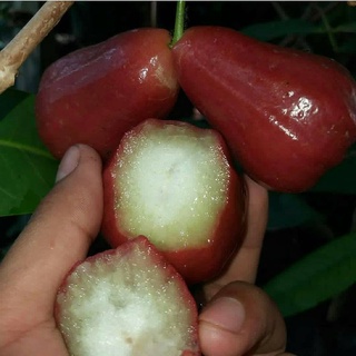 Jual Bibit Jambu Air Citra Jumbo Hasil Okulasi Siap Berbuah Shopee