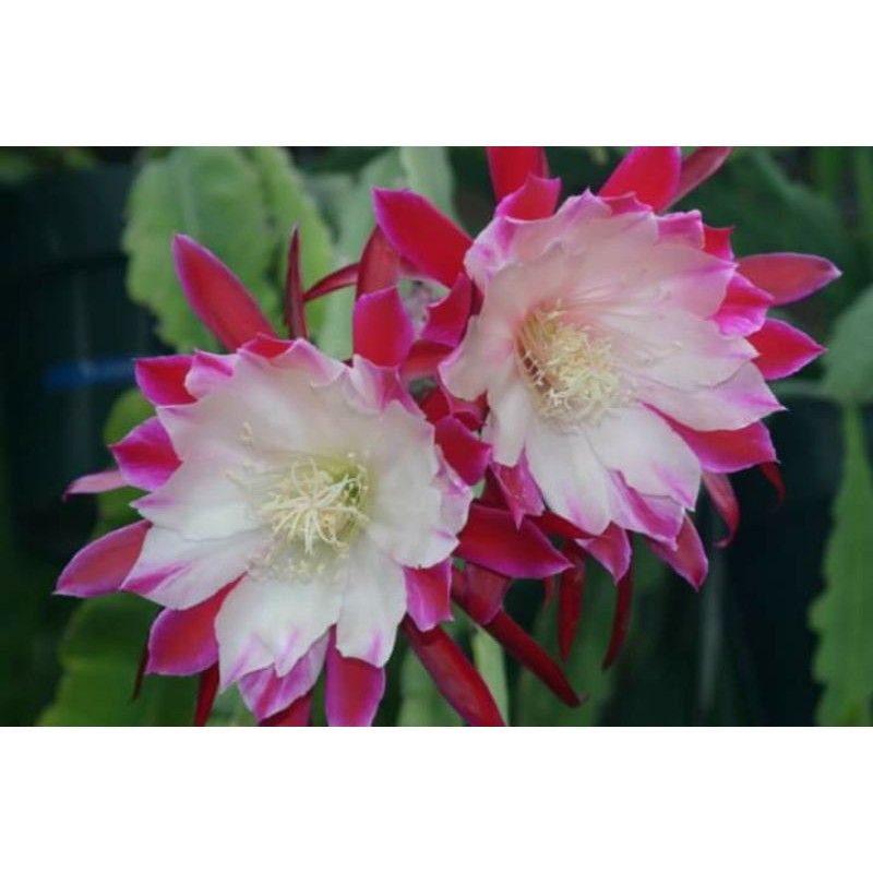 Jual Bibit Bunga Wijaya Kusuma Can Epiphyllum Shopee Indonesia