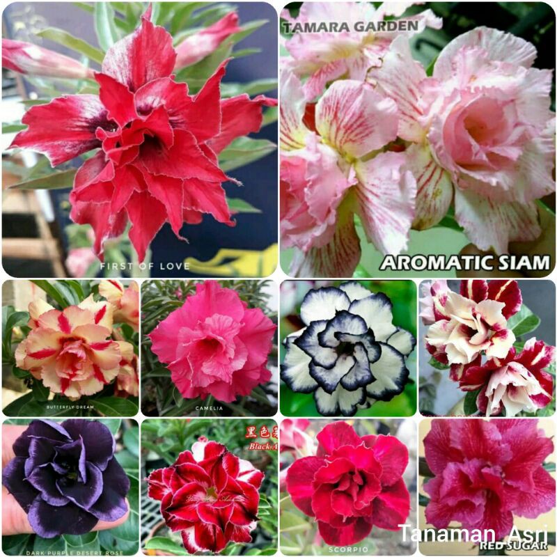 Jual Paket 20 Tanaman Hias Adenium Kamboja Jepang Adenium Bunga Tumpuk