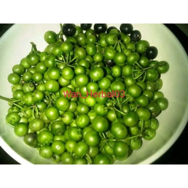 Jual Buah Leunca Segar 1kg Lalapan Khas Sunda Shopee Indonesia