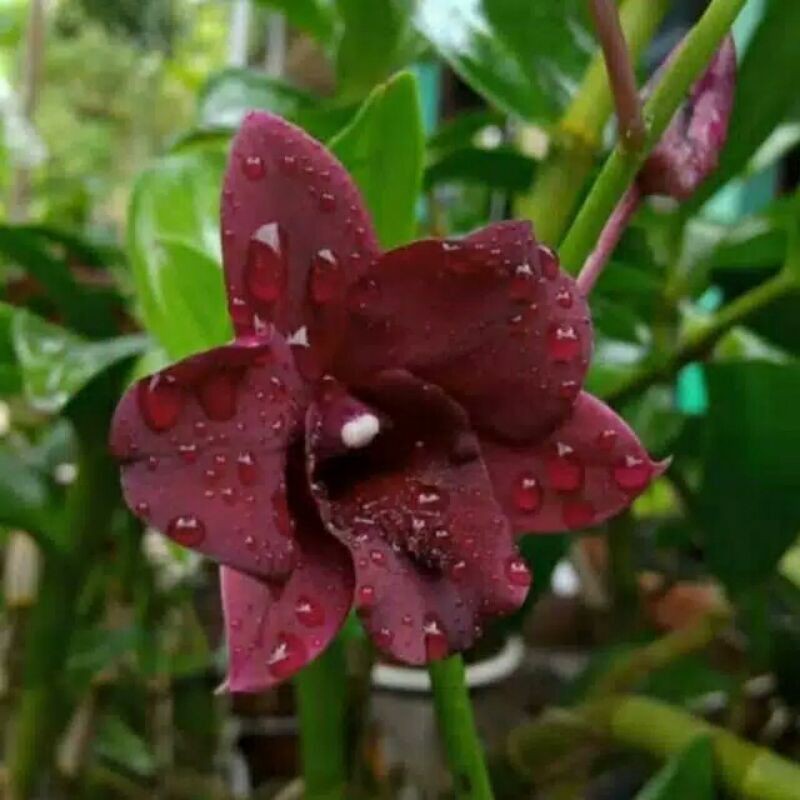 Jual Anggrek Dendrobium Red Maroon Dewasa Shopee Indonesia