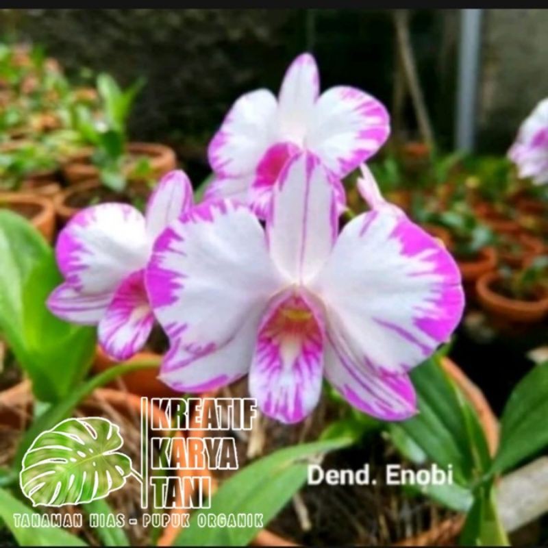 Jual Tanaman Hias Anggrek Dendrobium Enobi Splash Anggrek Dendrobium