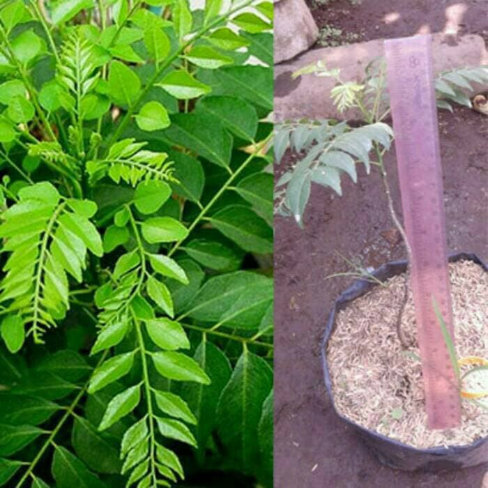 Jual BIBIT TANAMAN DAUN KARI SALAM KOJA Shopee Indonesia