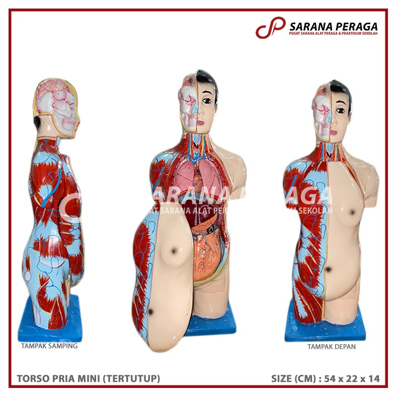 Jual Saranaperaga Torso Anatomi Manusia Pria Laki Laki Uk Mini