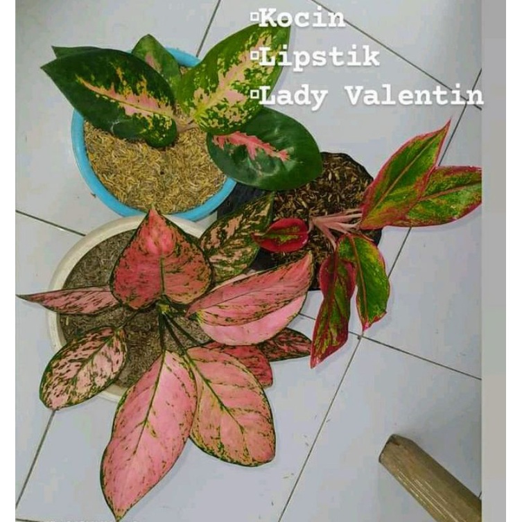 Jual Paket Tiga Jenis Tanaman Hias Khocin Lipstik Lady Valentine