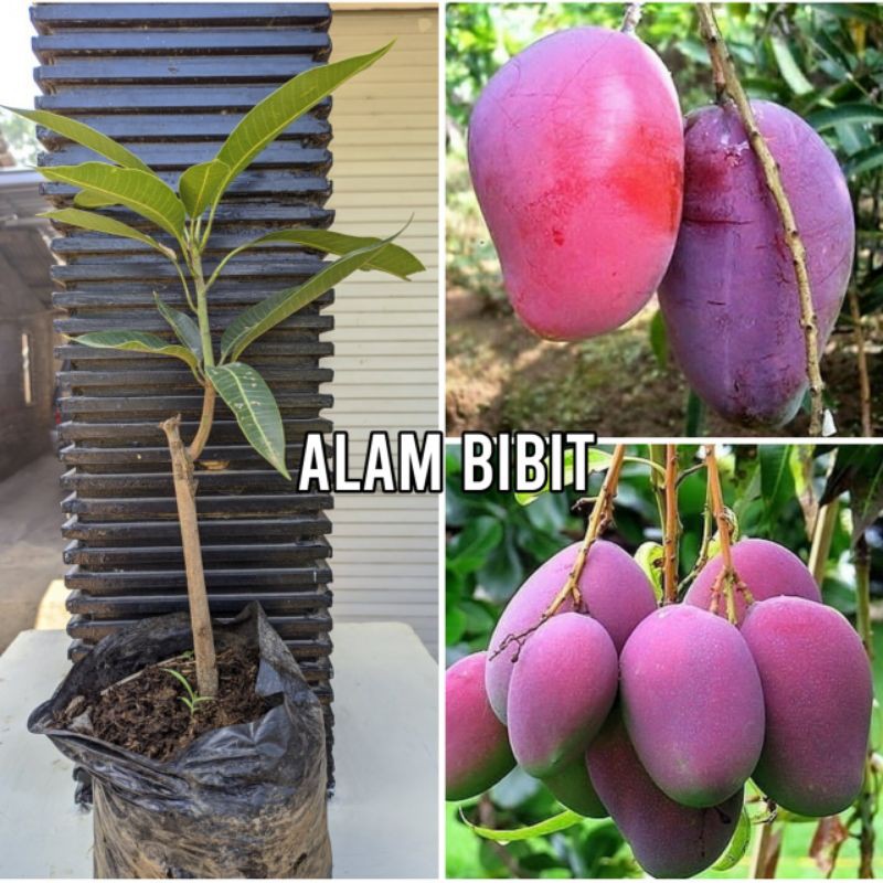 Jual Bibit Mangga Irwin Ungu Super Manis Cocok Di Tanam Pot Shopee