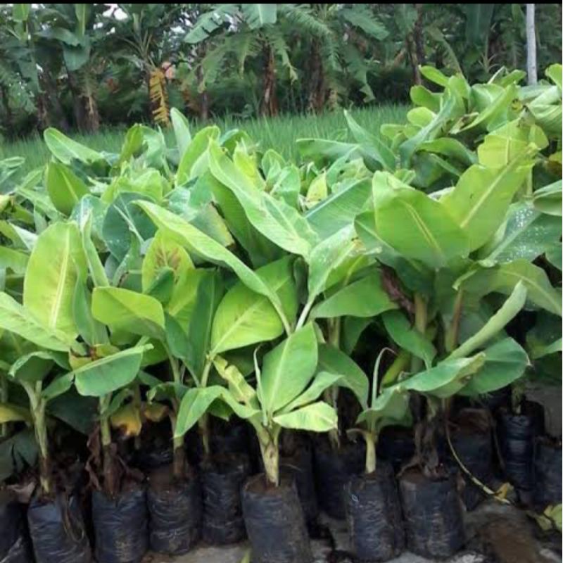 Jual Bibit Pohon Pisang Raja Bulu Shopee Indonesia