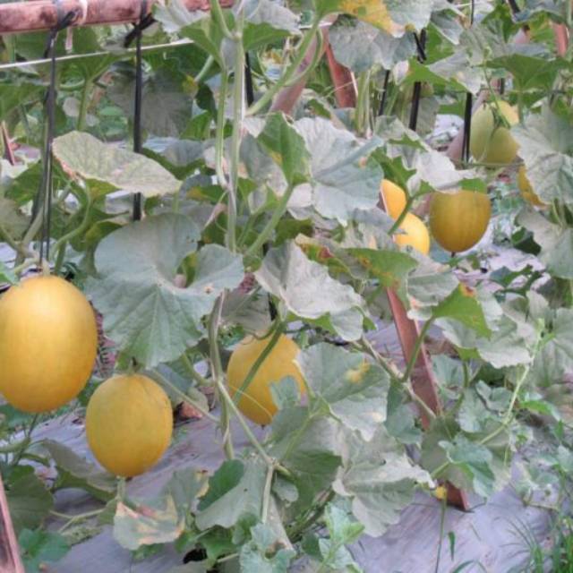 Jual Benih Bibit Biji Melon Kuning Kinanti Shopee Indonesia