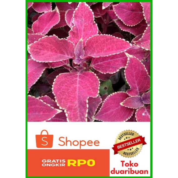 Jual Tanaman Hias Bunga Miana Merah Coleus Merah Shopee Indonesia