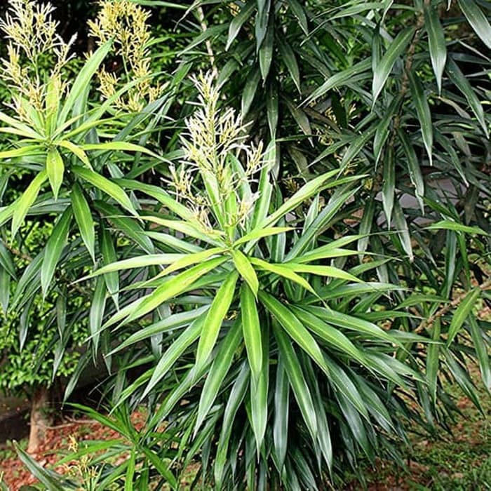 Jual Tanaman Hias Dracena Suji Dracaena Angustifolia Roxb Jenis