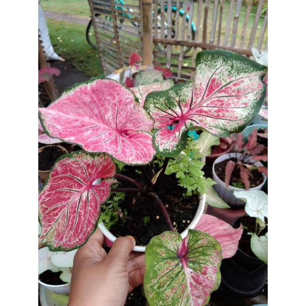 Jual Caladium Hanoman Obong Shopee Indonesia