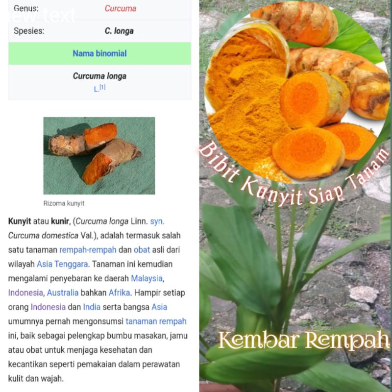 Jual Bibit Tanaman Herbal Kunyit Kunir Koneng Shopee Indonesia