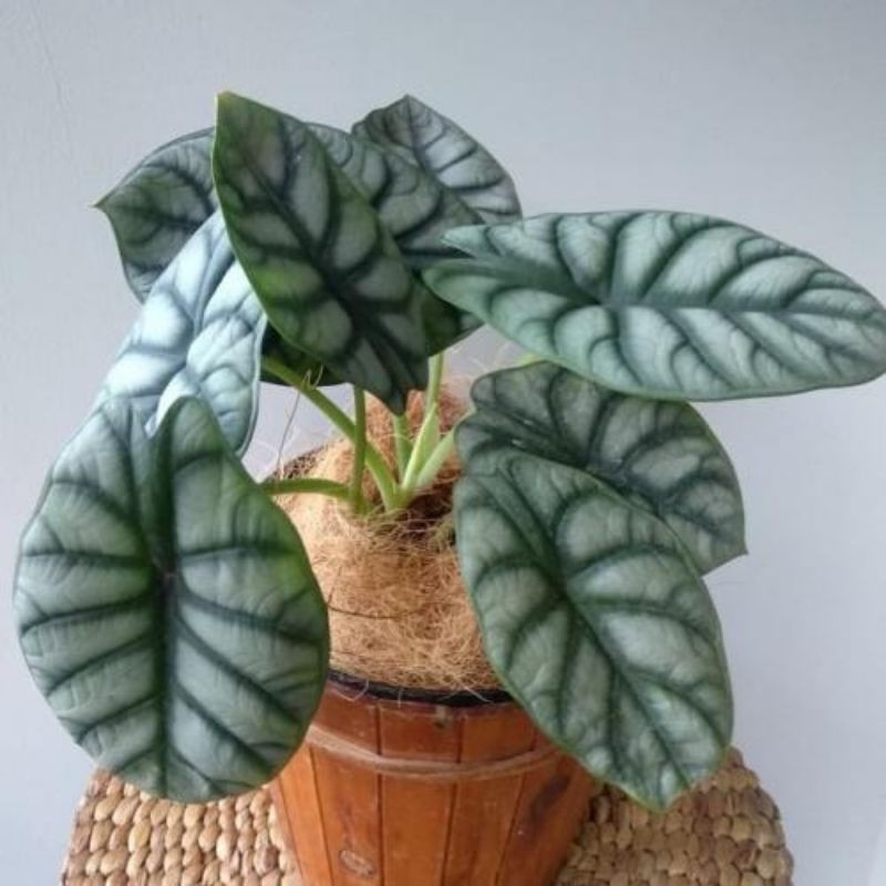 Jual BIBIT Tanaman Hias Alocasia Dragon Silver Alokasia Silver